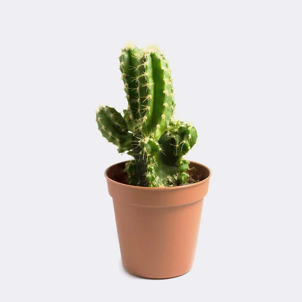 cactus1 free img cactus1 free img